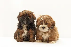 Lhasa: 2 Lhasa Apso puppies, 8 weeks