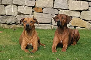 Ridgeback: 2 male Rhodesian Ridgeback dogs lying side by side