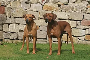 Ridgeback: 2 male Rhodesian Ridgeback dogs standing side by