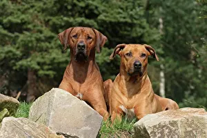 Lays: 2 Rhodesian Ridgeback dogs lying side by side on