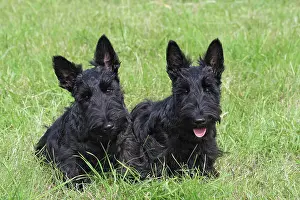 Abreast: 2 Scottish Terriers, 4 months old, sitting side