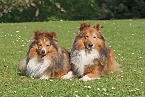Abreast: 2 Shetland Sheepdogs, Sheltie, lying side by side