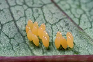 Clusters: 2-Spot Ladybird - clutch of eggs