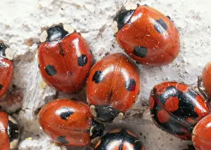 Hibernating: 2-spot Ladybird - hibernating group