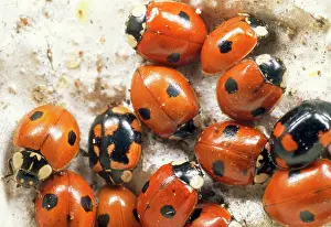 Hibernating: 2-spot Ladybird - hibernating group