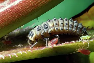 Bipunctata: 2-spot Ladybird - larva with aphids