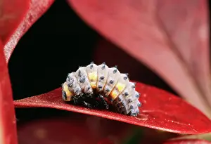 Pupate: 2-SPOT LADYBIRD - larvae about to pupate