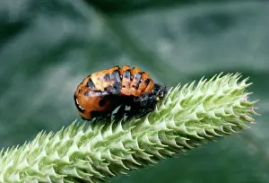 Bipunctata: 2-spot Ladybird Pupa