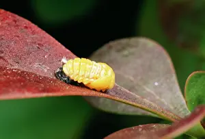 Bipunctata: 2-Spot Ladybird- recently formed pupa