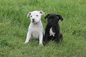 Staffordshire: 2 Staffordshire Bull Terrier puppies, 6 weeks old