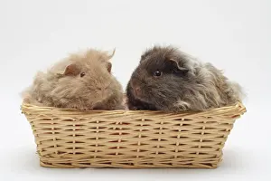 Bread: 2 Texel guinea pigs, 4 months old, sitting next