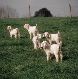 Kids: 2-week old Angora Kids