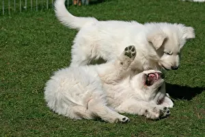 Friskily: 2 White Swiss Shepherd puppies, 7 weeks old, playing