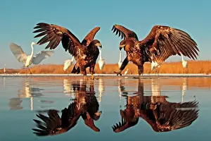 Albus: 2 White-tailed Eagles with outstretched wings