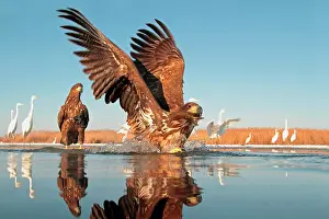 Albus: 2 White-tailed Eagles with outstretched wings