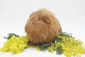 Mimosas: 2 year-old Sheltie guinea pig lying between yellow