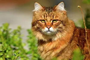 Franche: 2 year old Siberian cat (Felis catus), Burgundy