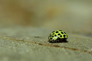 Psyllobora: 22-spot Ladybird