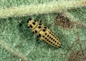 Mildew: 22 spot ladybird larva