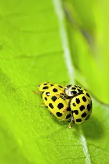 Ladybirds: 22-spot Ladybird - mating