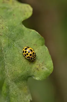 Punctata: 22-spot Ladybird (Psyllobora vigintiduopunctata)