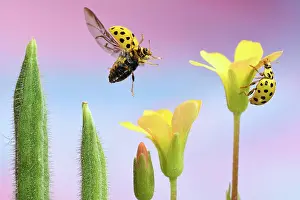 Sorrel: 22-spot ladybird (Psyllobora vigintiduopunctata)