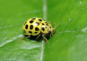 Protostome: 22-spot ladybird (Psyllobora vigintiduopunctata)