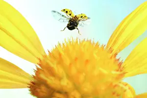Psyllobora: 22-spot ladybird (Psyllobora vigintiduopunctata)