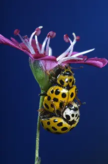 Psyllobora: 22-spot Ladybird (Psyllobora vigintiduopunctata