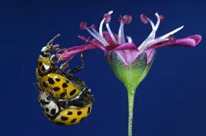 Psyllobora: 22-spot Ladybird (Psyllobora vigintiduopunctata