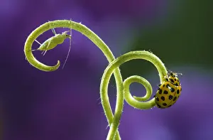 Psyllobora: 22-spot Ladybird (Psyllobora vigintiduopunctata