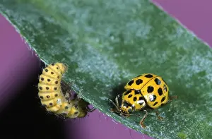 Psyllobora: 22-spot Ladybird (Psyllobora vigintiduopunctata