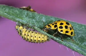 Psyllobora: 22-spot Ladybird (Psyllobora vigintiduopunctata