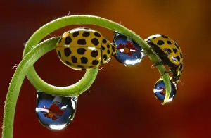 Ladybirds: 22-spot Ladybirds (Psyllobora vigintiduopunctat