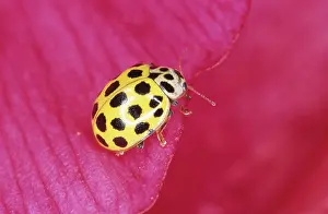 Twenty: 22-Spot Yellow LADYBIRD