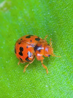Ailsa Hopkin: 24-spot ladybird
