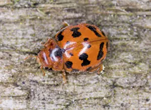 Ailsa Hopkin: 24-spot ladybird