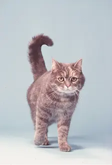 Cream: 3/4 BLUE CREAM CAT