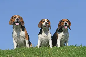 Beagles: 3 Beagles sitting next to each other on a lawn 3