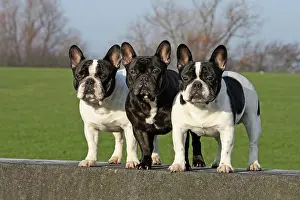 Abreast: 3 French Bulldogs, male, standing next to each other