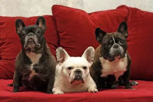 Chesterfields: 3 French Bulldogs sitting next to each other on