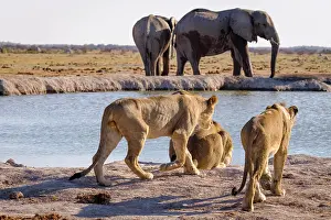 Watering: 3 Lionesses (Panthera leo) drink at watering hole