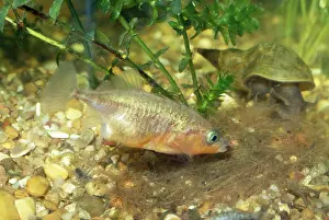 Spined: 3-spined Stickleback - male at nest