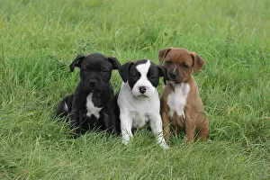 Staffordshire: 3 Staffordshire Bull Terrier puppies, 6 weeks old