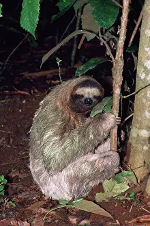 Covers: 3-toed Sloth - defacating, digs hole & covers with earth