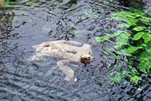 Andrea Florence: 3-toed Sloth - swimming