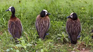 Amboseli: 3 White - Faced tree ducks observing the marsh