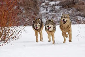 Canid: 3 Wolves (Canis lupus) running through snow, Montana