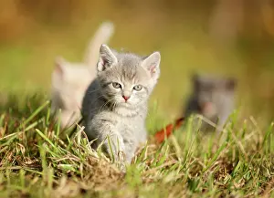 Blurry: 3 young domestic cats, kittens, 6 weeks, walking