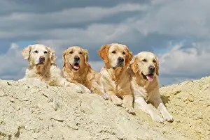 Lays: 4 four Golden Retrievers lying on a sand hill